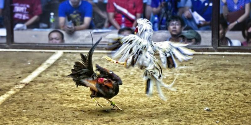 vietjack 8 qq88 bắn cá