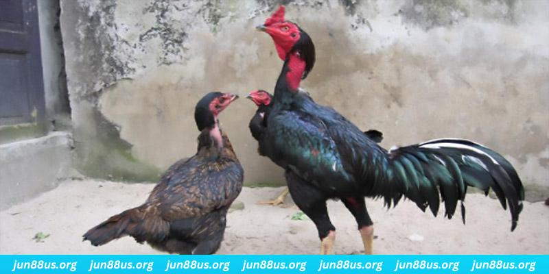 vietjack 8 casino hồ tràm có cho người việt vào không