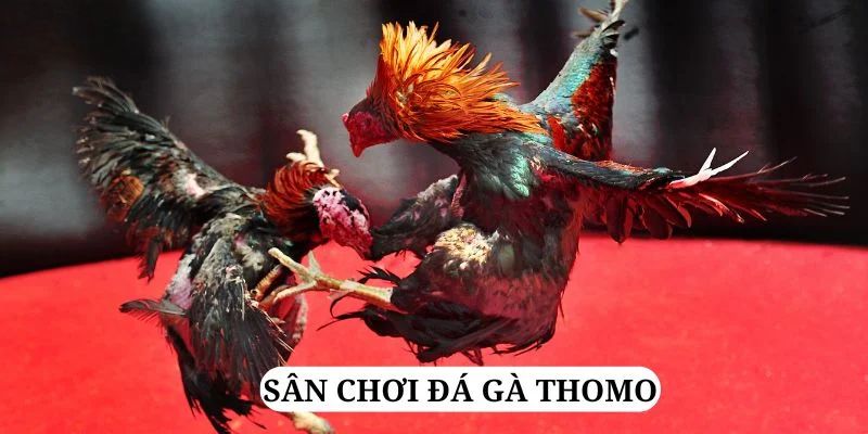 vietjack 8 trực tiếp xổ số miền bắc